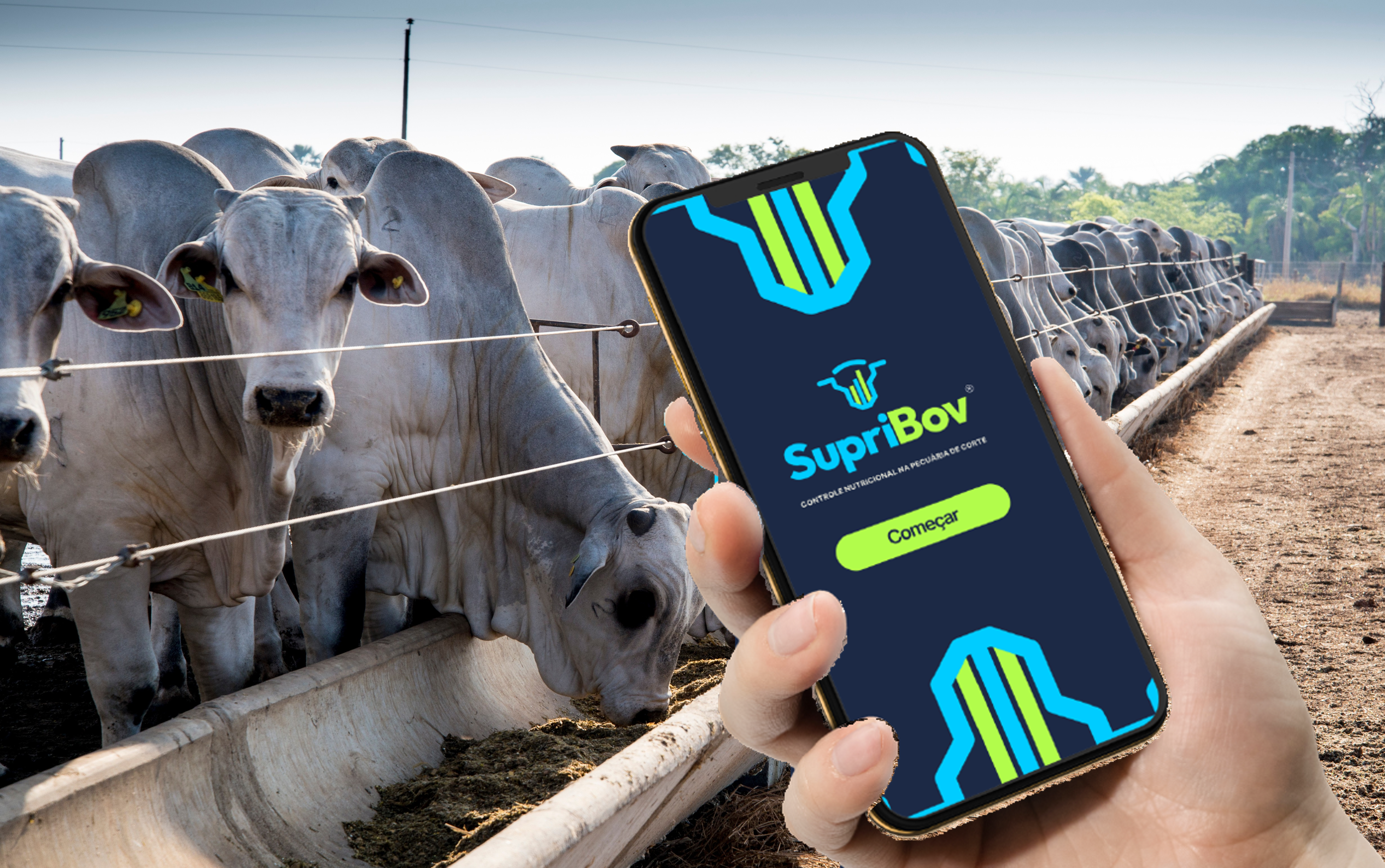 Relatórios por lotes