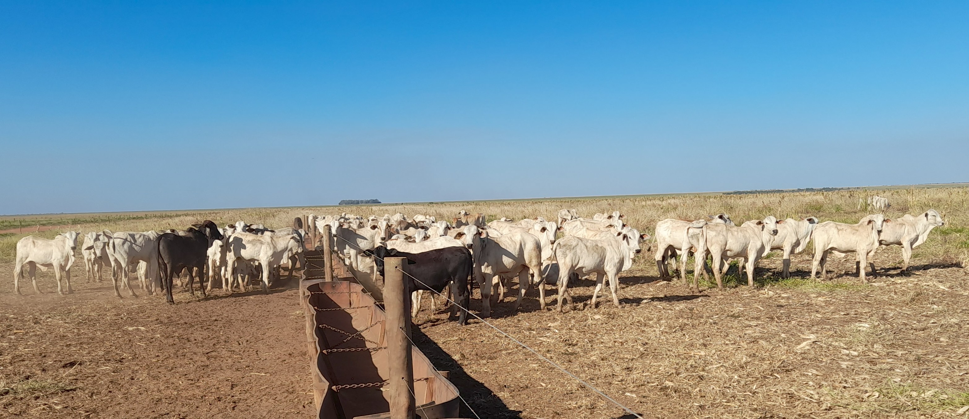 Integração Lavoura-Pecuária