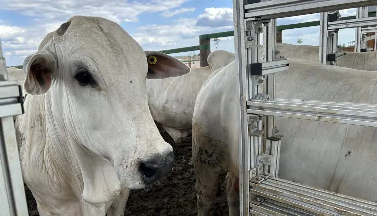 Desempenho do rebanho