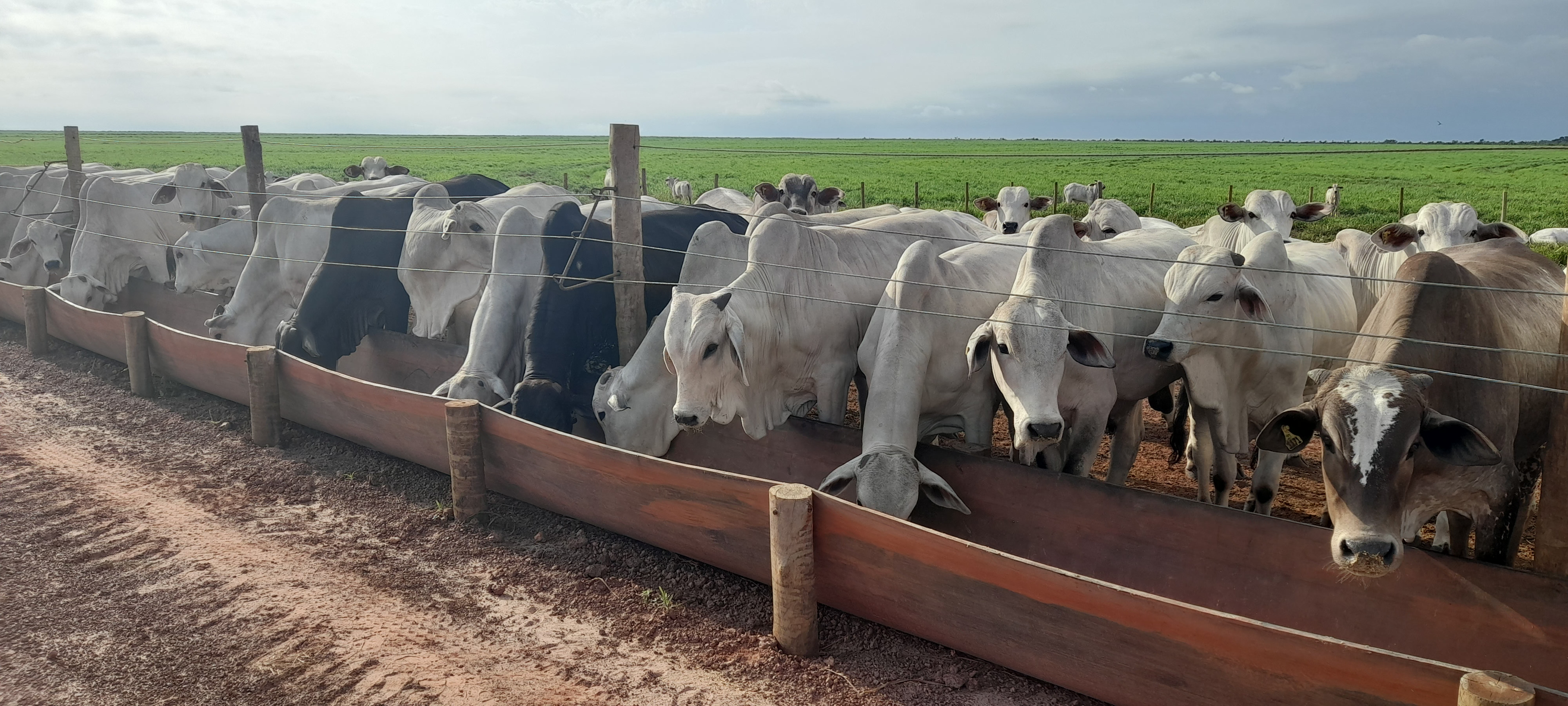 Recria Intensiva a Pasto