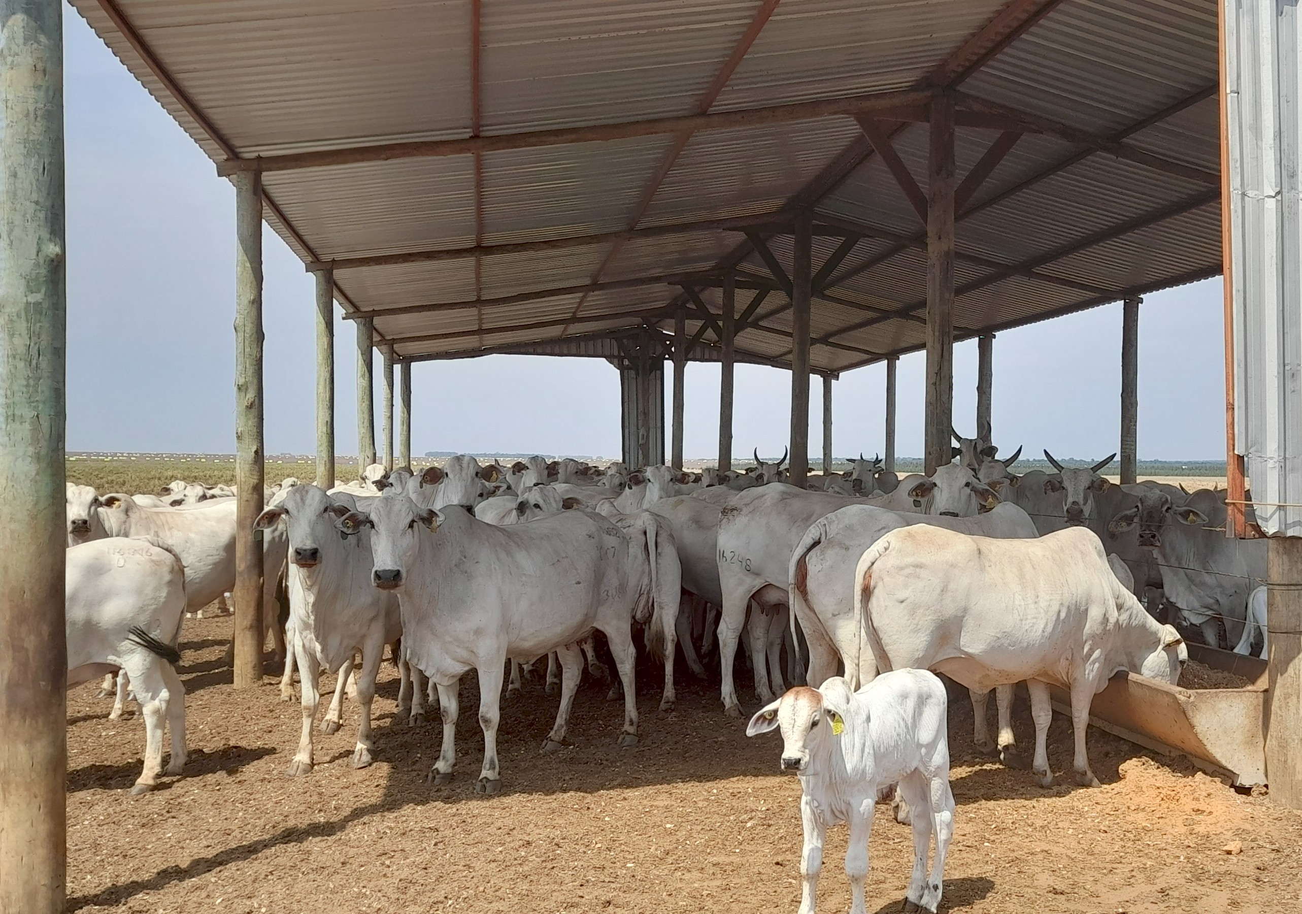 Suplementação de Vacas de Cria